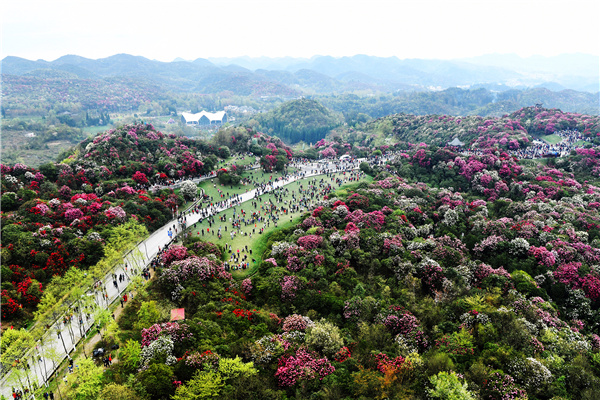 贵州百里杜鹃打造世界级生态旅游胜地新规划出炉